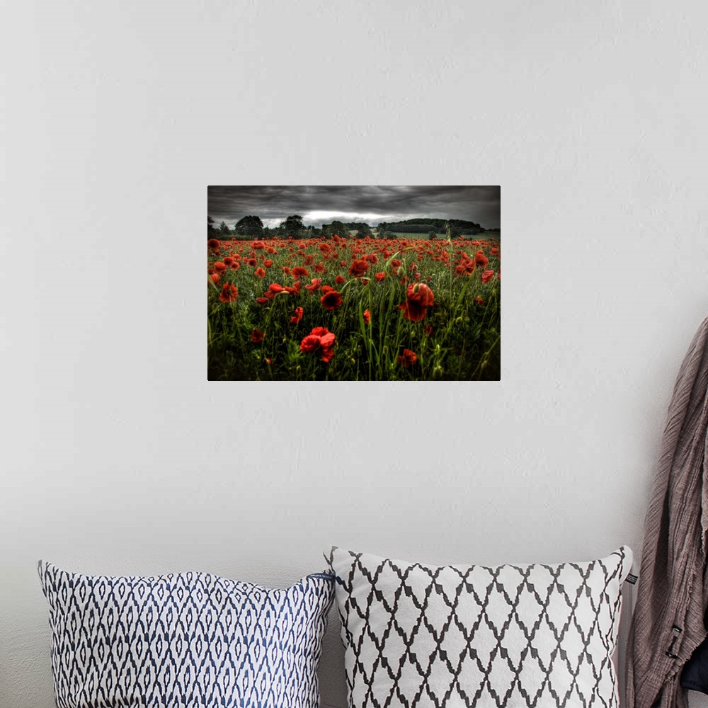 A bohemian room featuring Red poppies in a field
