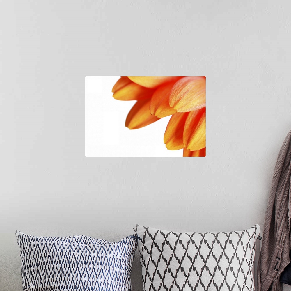 A bohemian room featuring Close up of yellow gerbera daisy on white background.