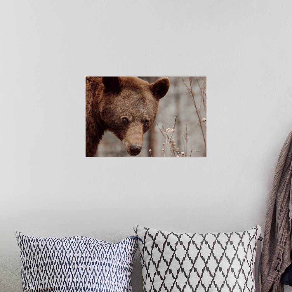 A bohemian room featuring Bear Profile II