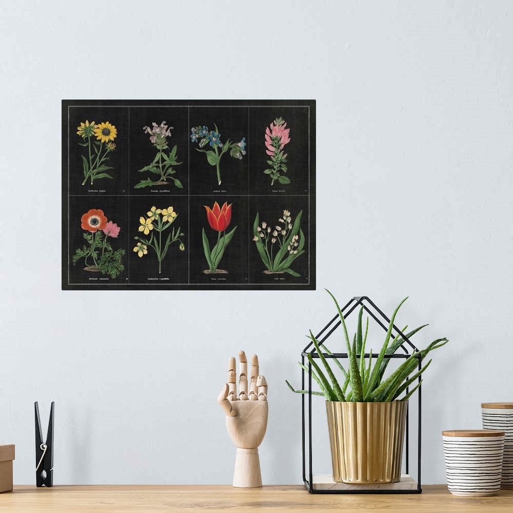 A bohemian room featuring Contemporary artwork of a vintage stylized botanical illustration.