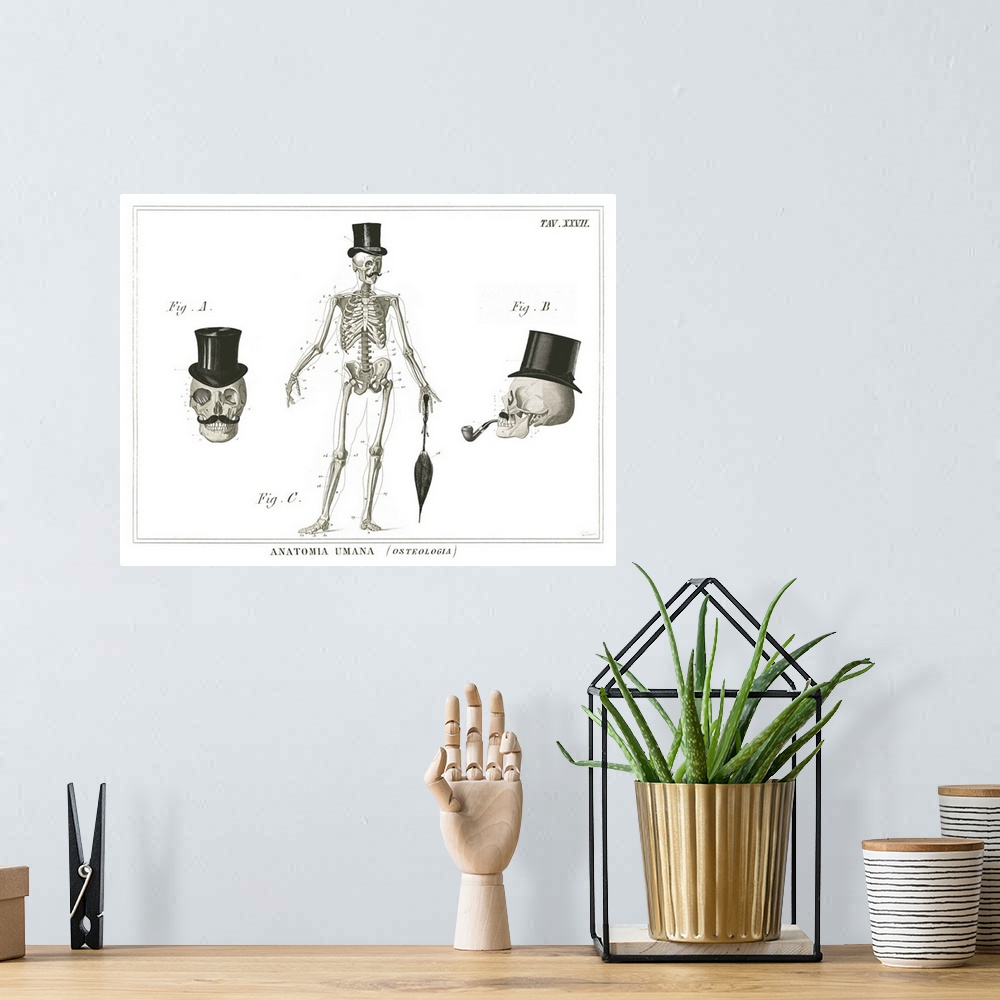 A bohemian room featuring Anatomical artwork of the human skull and skeleton wearing top hats.