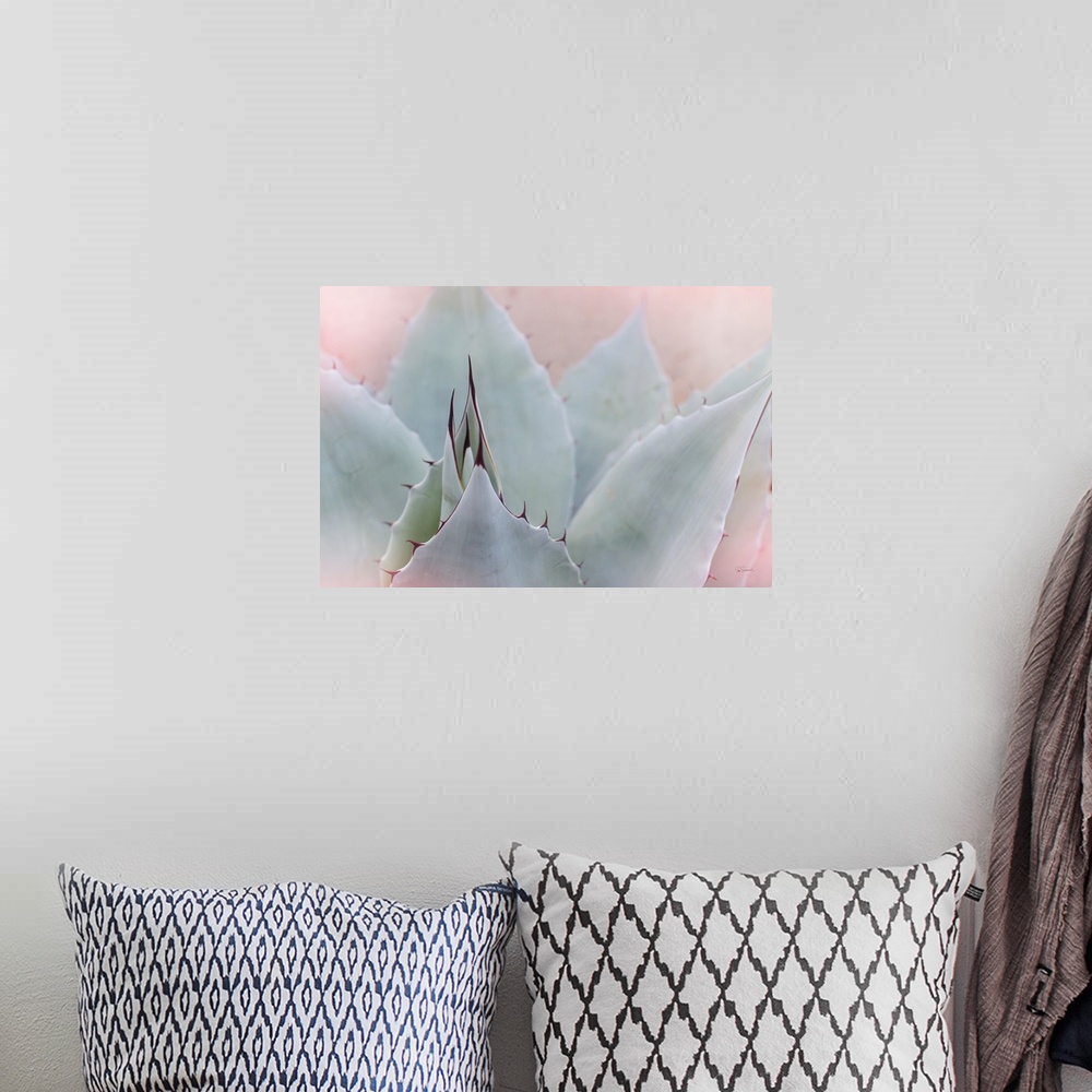 A bohemian room featuring Dreamy photograph of a cactus with a pink tone overlay.