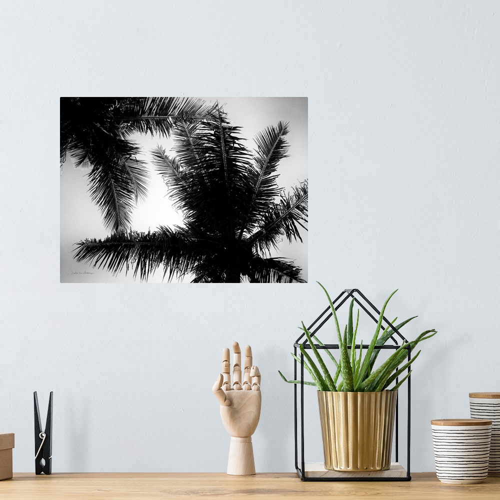 A bohemian room featuring Palm Tree Looking Up I