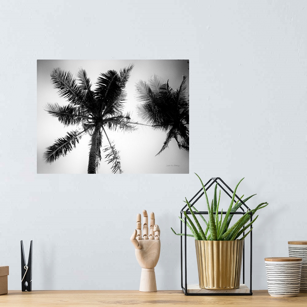 A bohemian room featuring Palm Tree Looking Up II