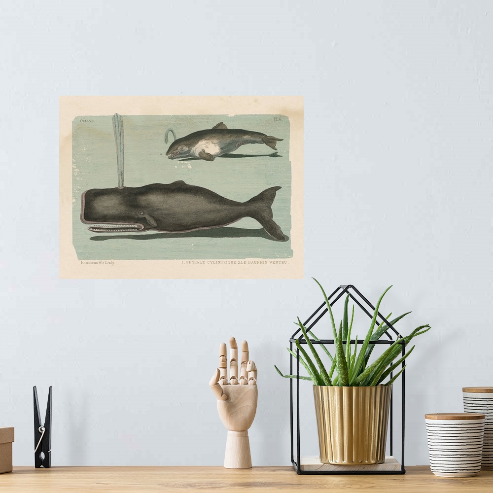 A bohemian room featuring Whale Sketch II