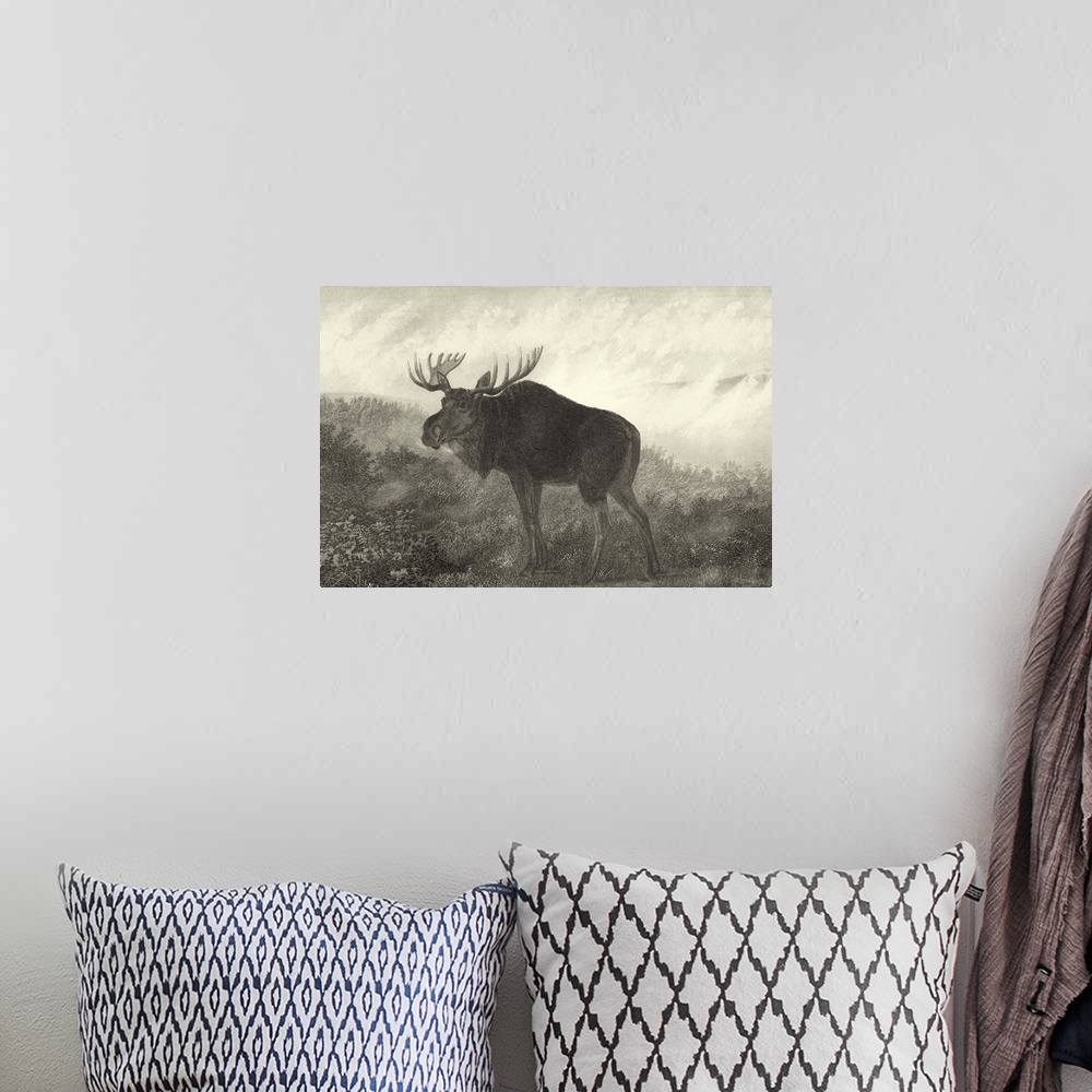 A bohemian room featuring American Moose