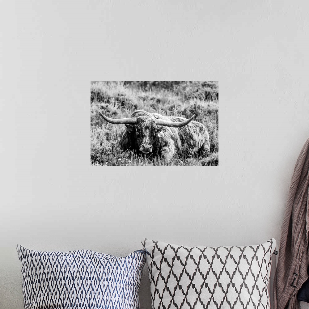 A bohemian room featuring Photograph of a longhorn cow laying down in field of tall grasses.