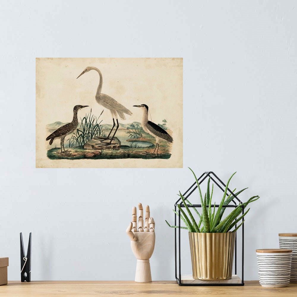 A bohemian room featuring Contemporary artwork of a vintage stylized scientific illustration of birds.