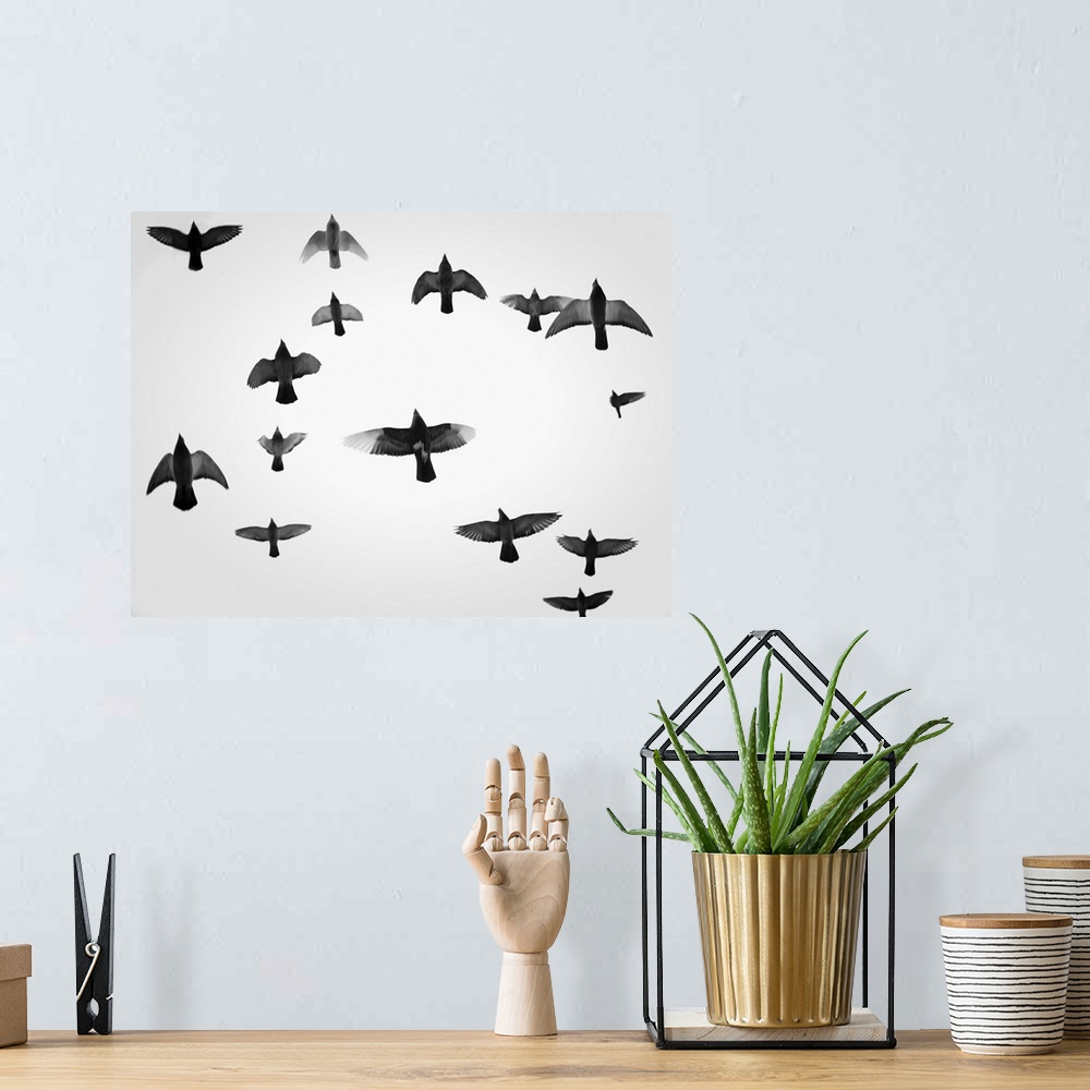 A bohemian room featuring Fine art photo of a flock of pigeons in flight, seen overhead.