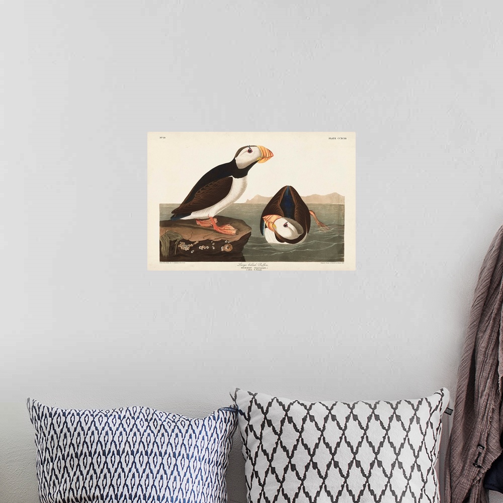A bohemian room featuring Large-Billed Puffin