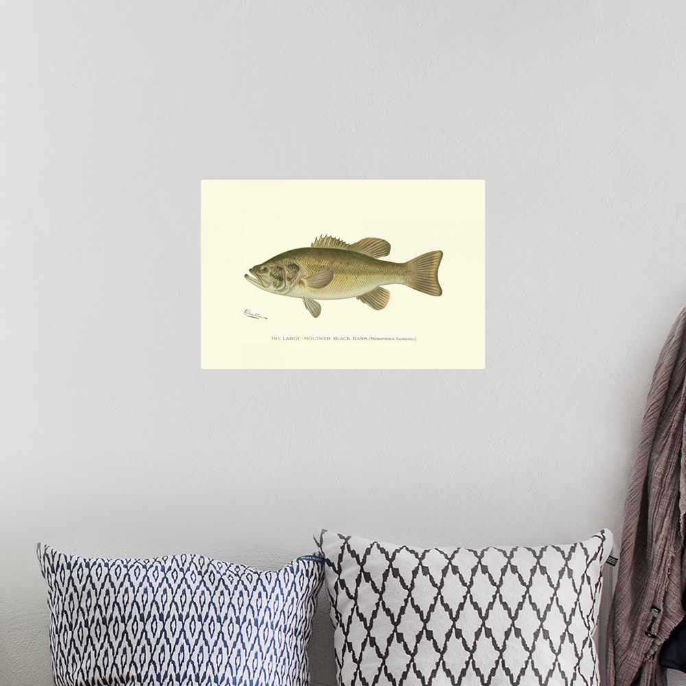 A bohemian room featuring Large-Mouthed Black Bass