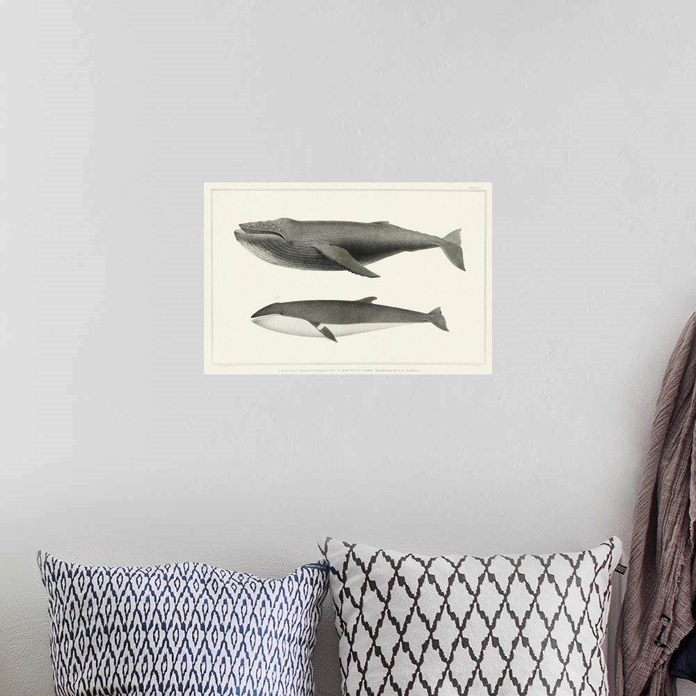 A bohemian room featuring Melville's Whales II