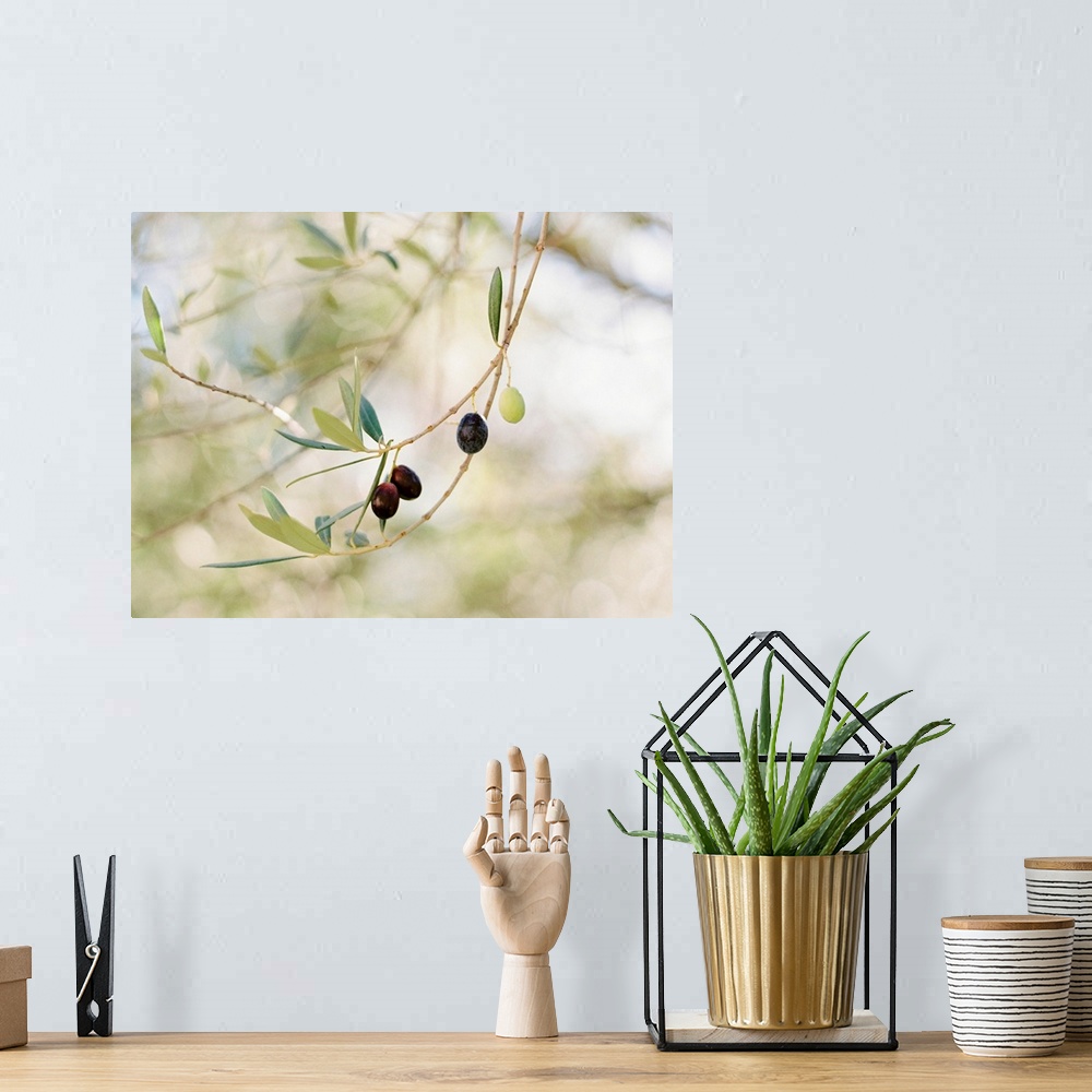 A bohemian room featuring Photograph of olive fruit on the branch, Positano, Italy.