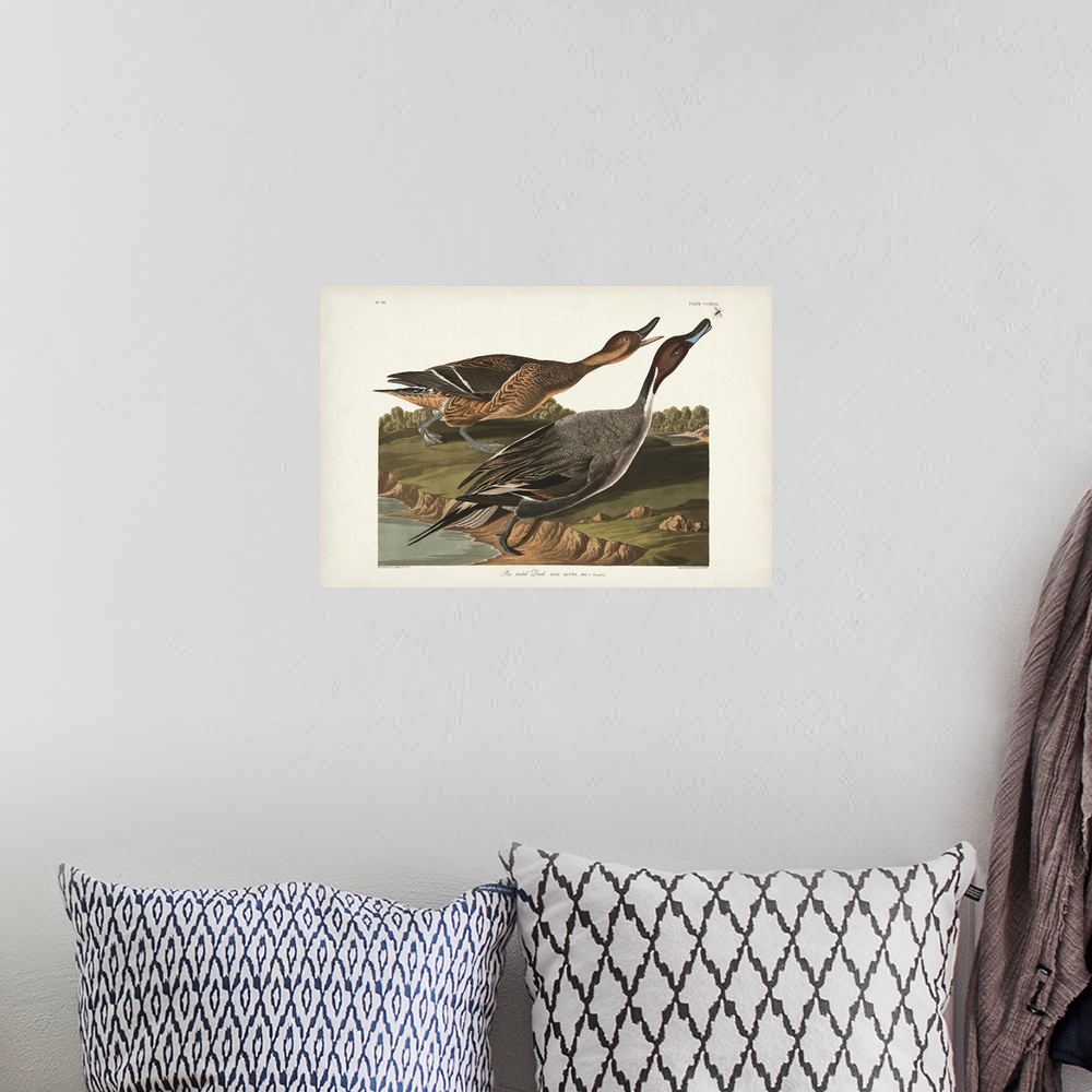 A bohemian room featuring Pin-Tailed Duck