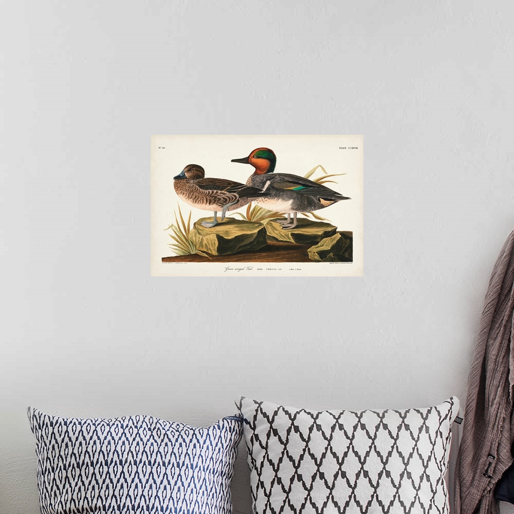 A bohemian room featuring Pl 228 Green-Winged Teal
