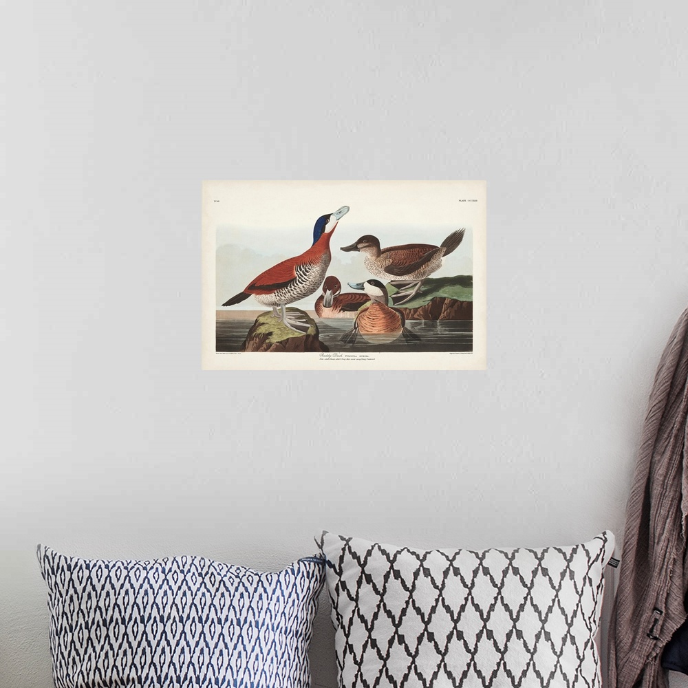 A bohemian room featuring Pl 343 Ruddy Duck