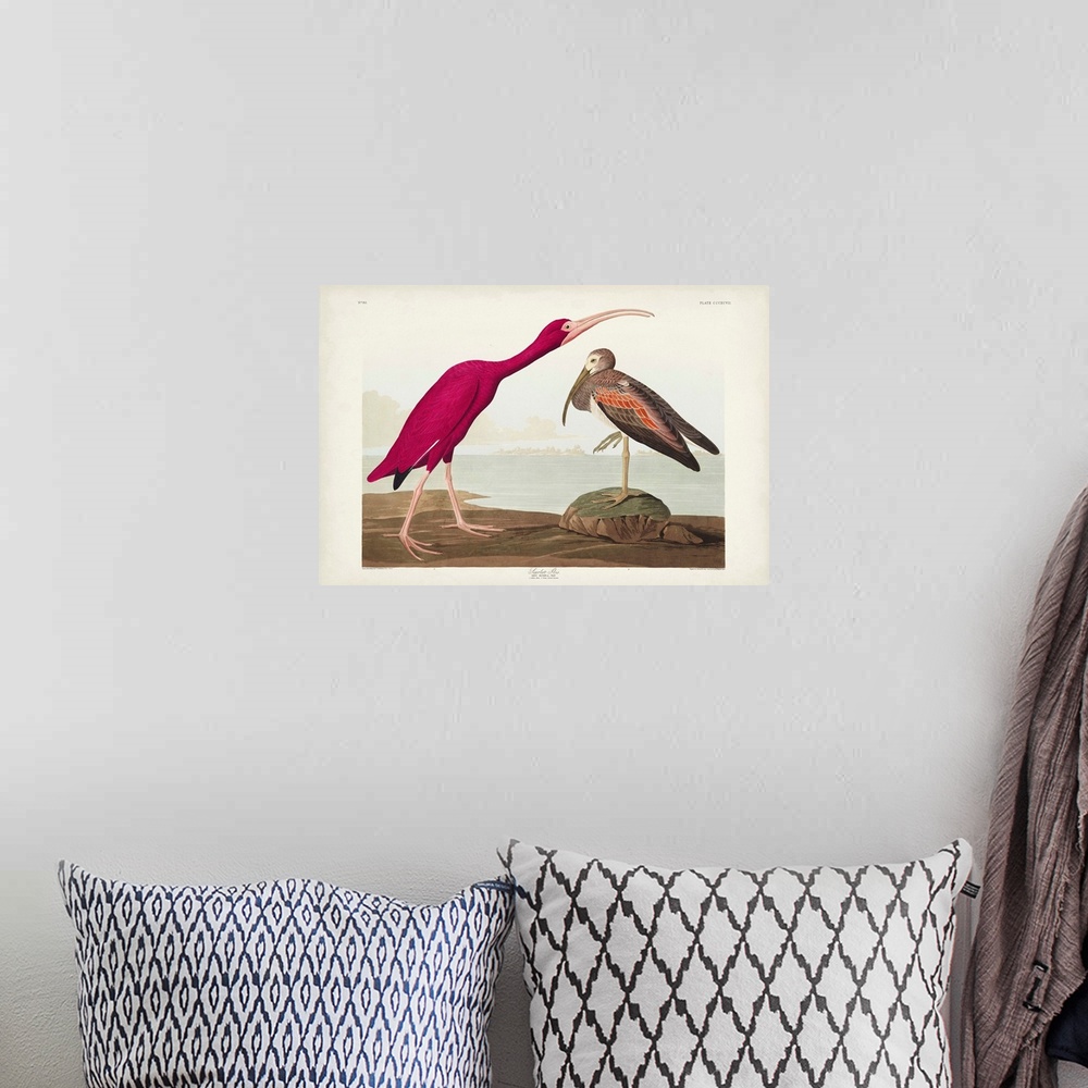 A bohemian room featuring Scarlet Ibis