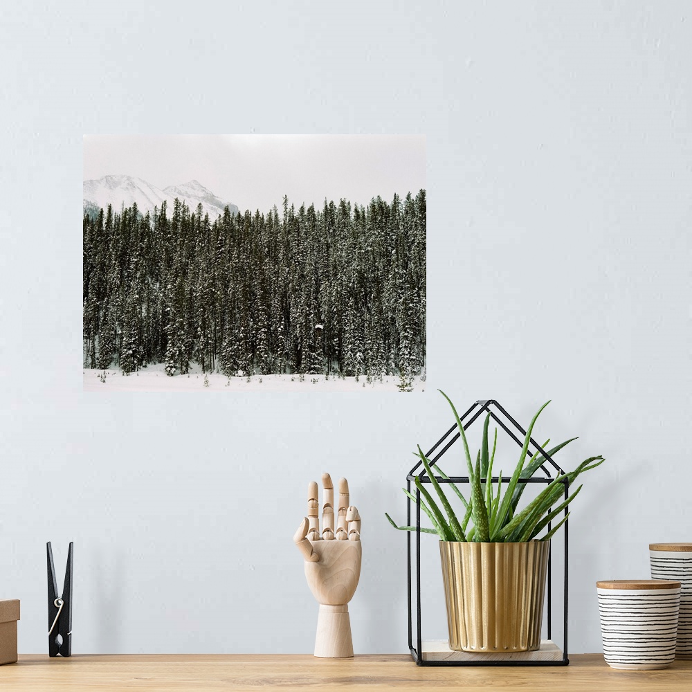 A bohemian room featuring Photograph of dense evergreen trees covered in snow, Emerald Lake Lodge, Banff, Canada
