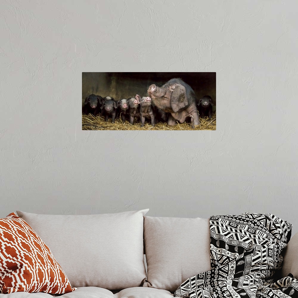 A bohemian room featuring A large mother pig with floppy ears and a big snout and her seven adorable piglets.