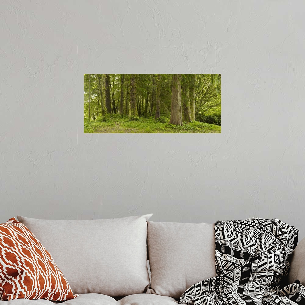 A bohemian room featuring A Lush Forest; Tofino, British Columbia, Canada