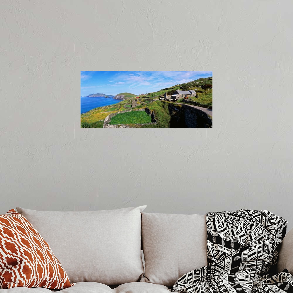 A bohemian room featuring Cattle On The Road, Slea Head, Dingle Peninsula, Republic Of Ireland