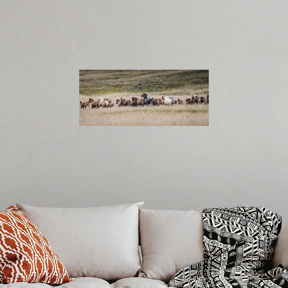 A bohemian room featuring Icelandic horses are some of the most beautiful semi-free horses in the world, a special breed. T...