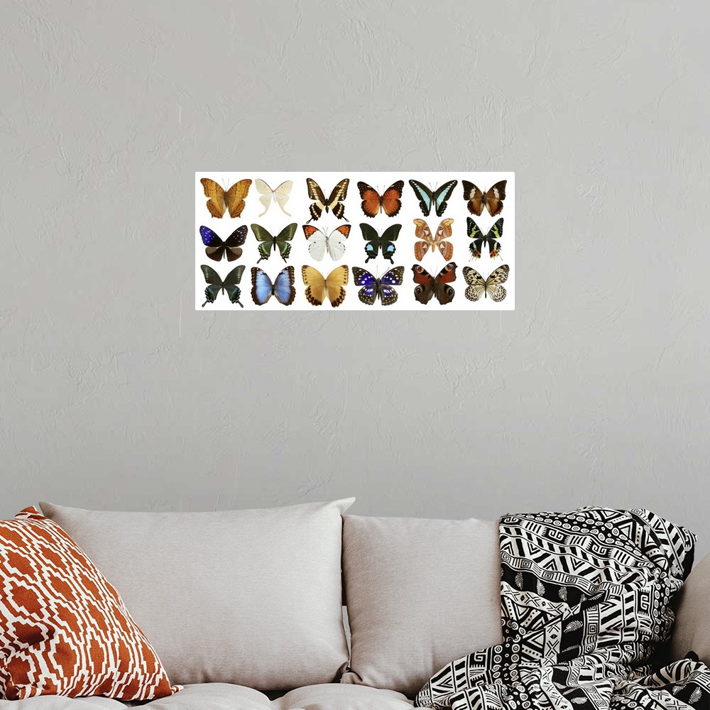 A bohemian room featuring Butterfly collection with varied colorful butterfly rows isolated on white.