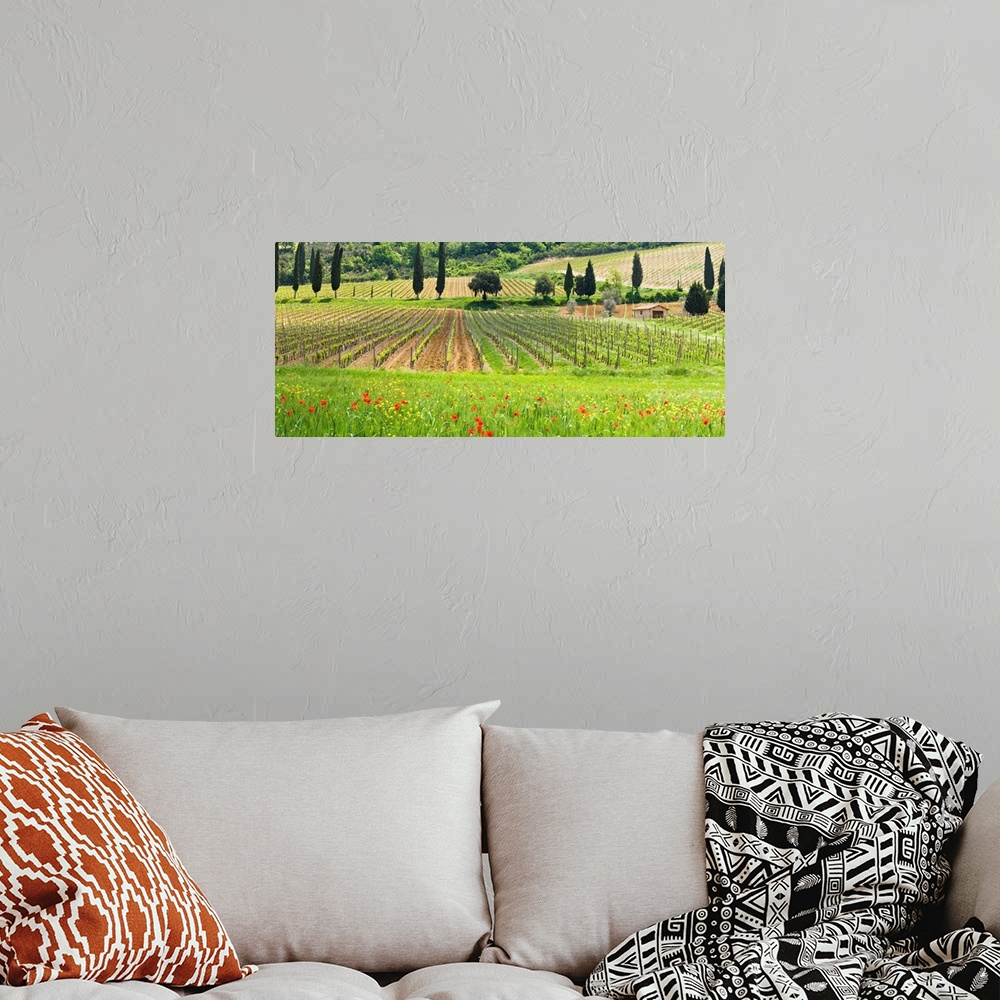 A bohemian room featuring Traditional Tuscan landscape, Valle de Orcia, Tuscany, Italy