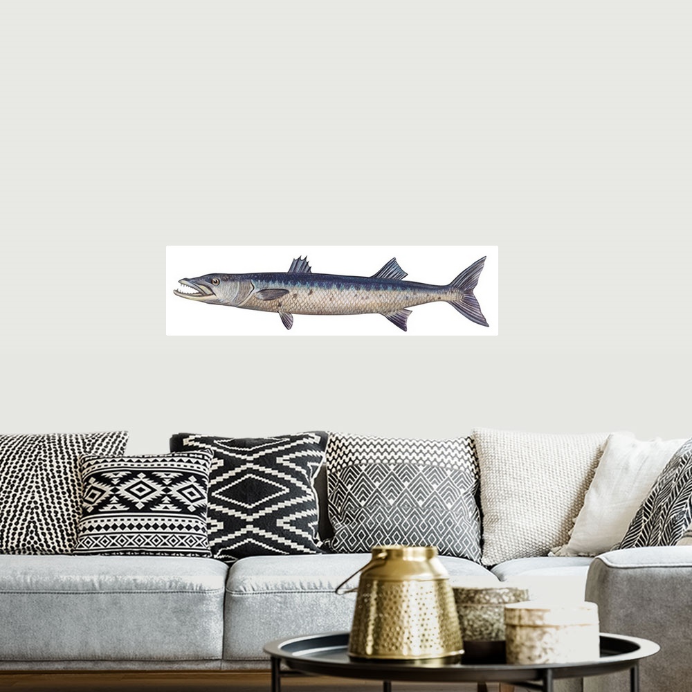 A bohemian room featuring Great Barracuda (Sphyraena Barracuda)