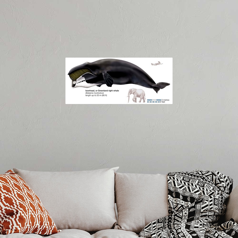 A bohemian room featuring Greenland Right Whale Or Bowhead (Balaena Mysticetus)