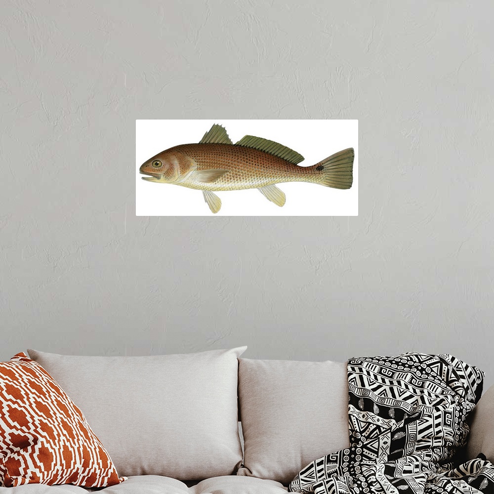 A bohemian room featuring Red Drum (Sciaenops Ocellata)