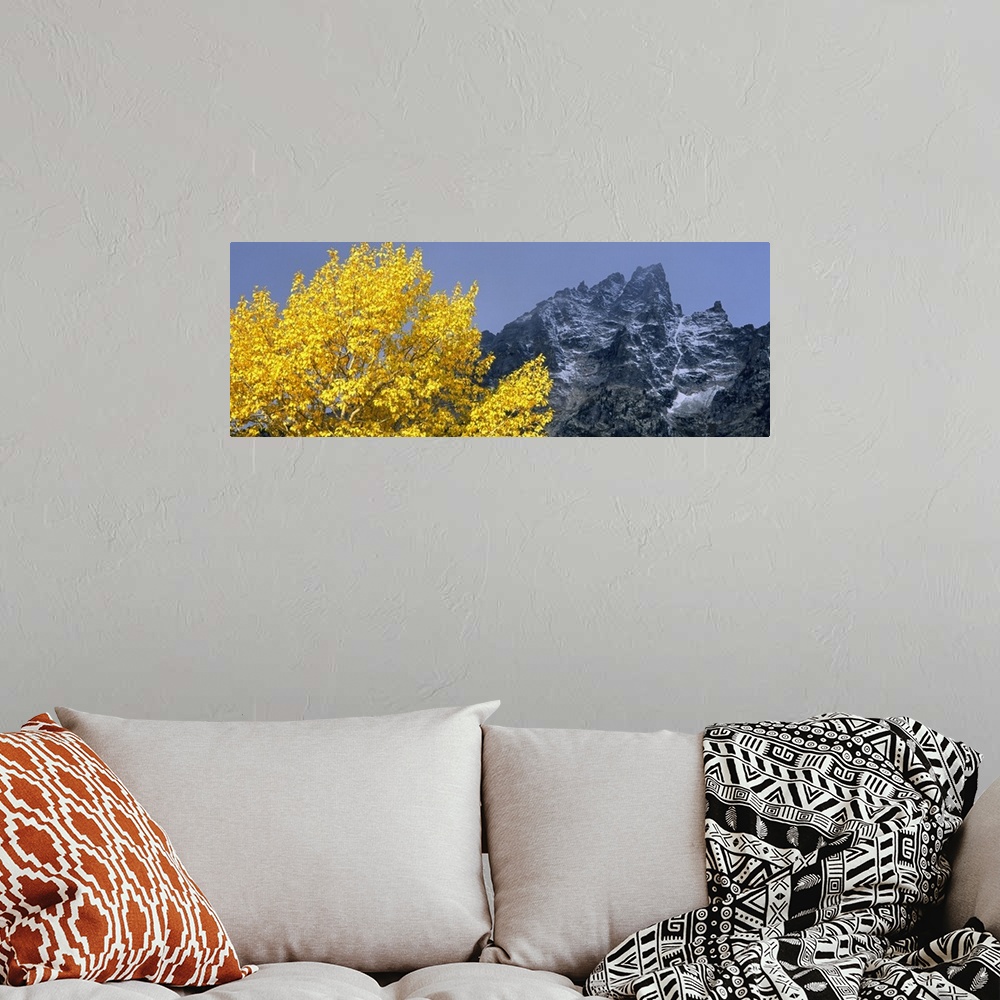 A bohemian room featuring Aspen tree with mountains in background, Mt Teewinot, Grand Teton National Park, Wyoming
