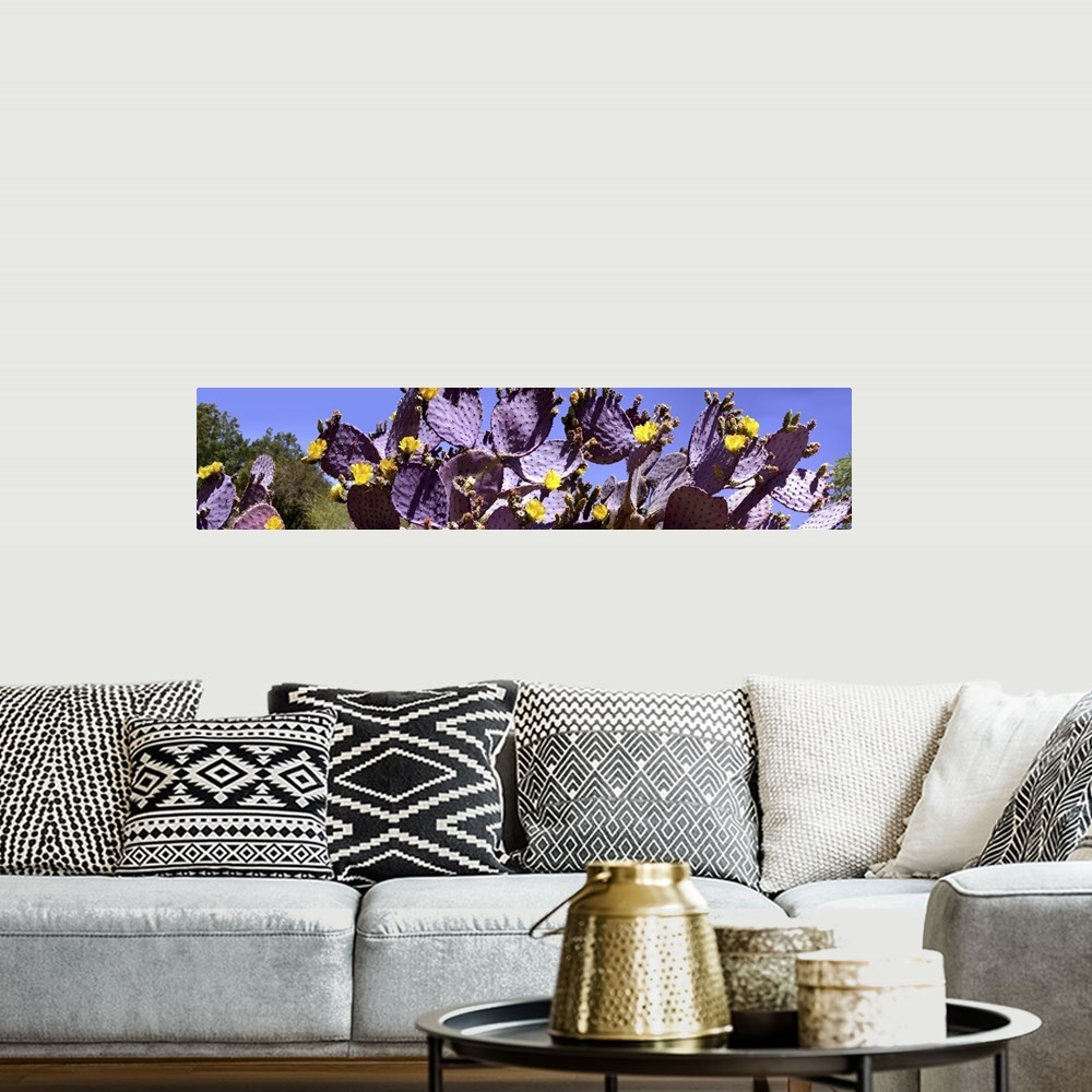 A bohemian room featuring Close-up of flowering cactus plants, Oracle, Arizona