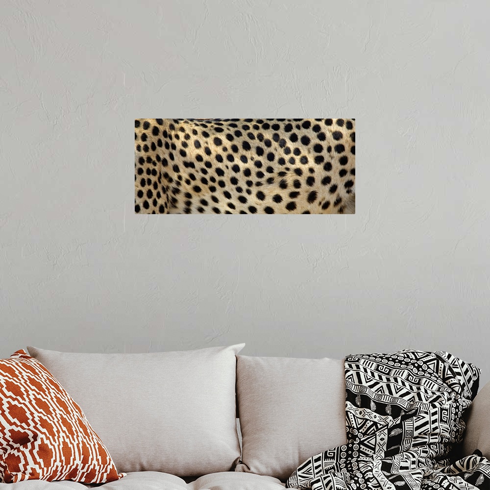 A bohemian room featuring Close-up of the spots on a cheetah