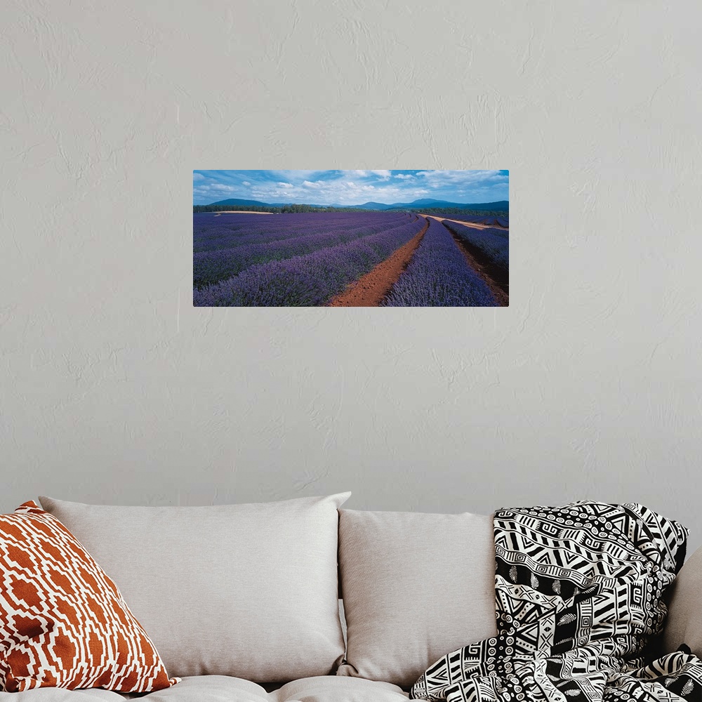 A bohemian room featuring Lavender Tasmania Australia