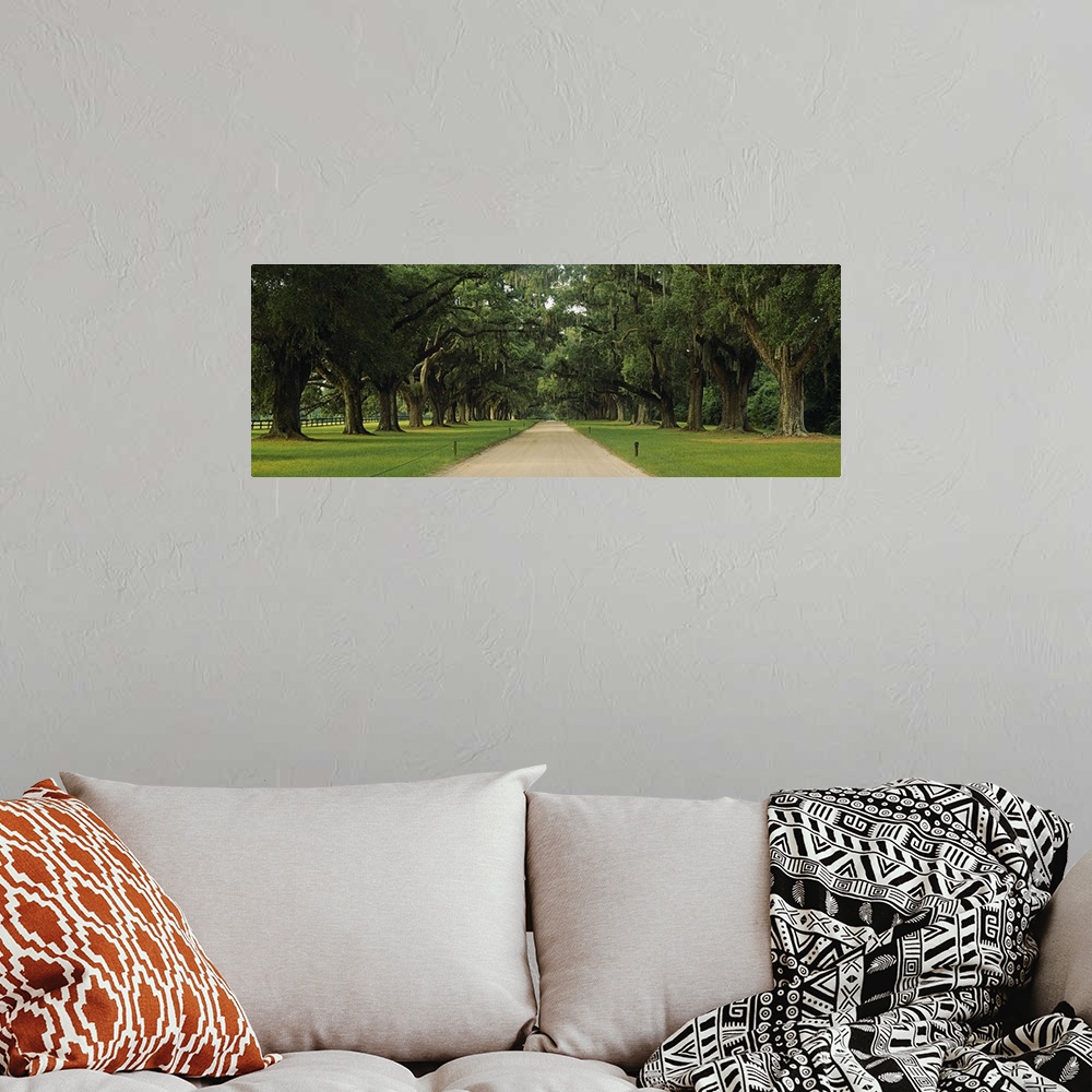 A bohemian room featuring Panoramic image of an oak tree lined path that creates a canopy above the walkway.