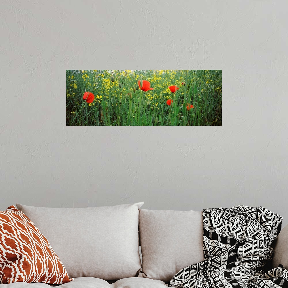 A bohemian room featuring Poppies blooming in oilseed rape (Brassica napus) field, Baden Wurttemberg, Germany