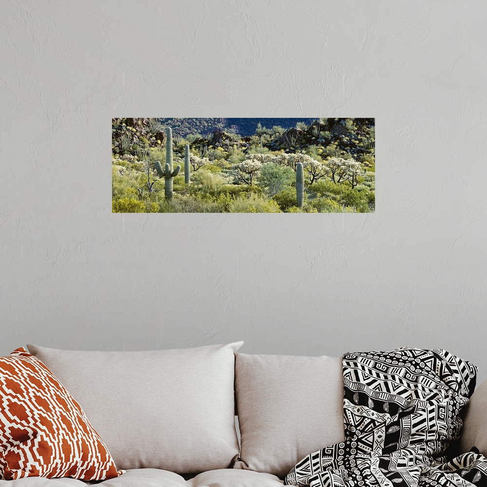 A bohemian room featuring Cactus are photographed in panoramic view in a field that is filled with various types of foliage.