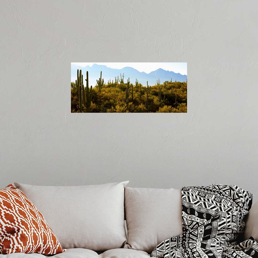 A bohemian room featuring Saguaro cactus with mountain range in the background, Tucson, Arizona
