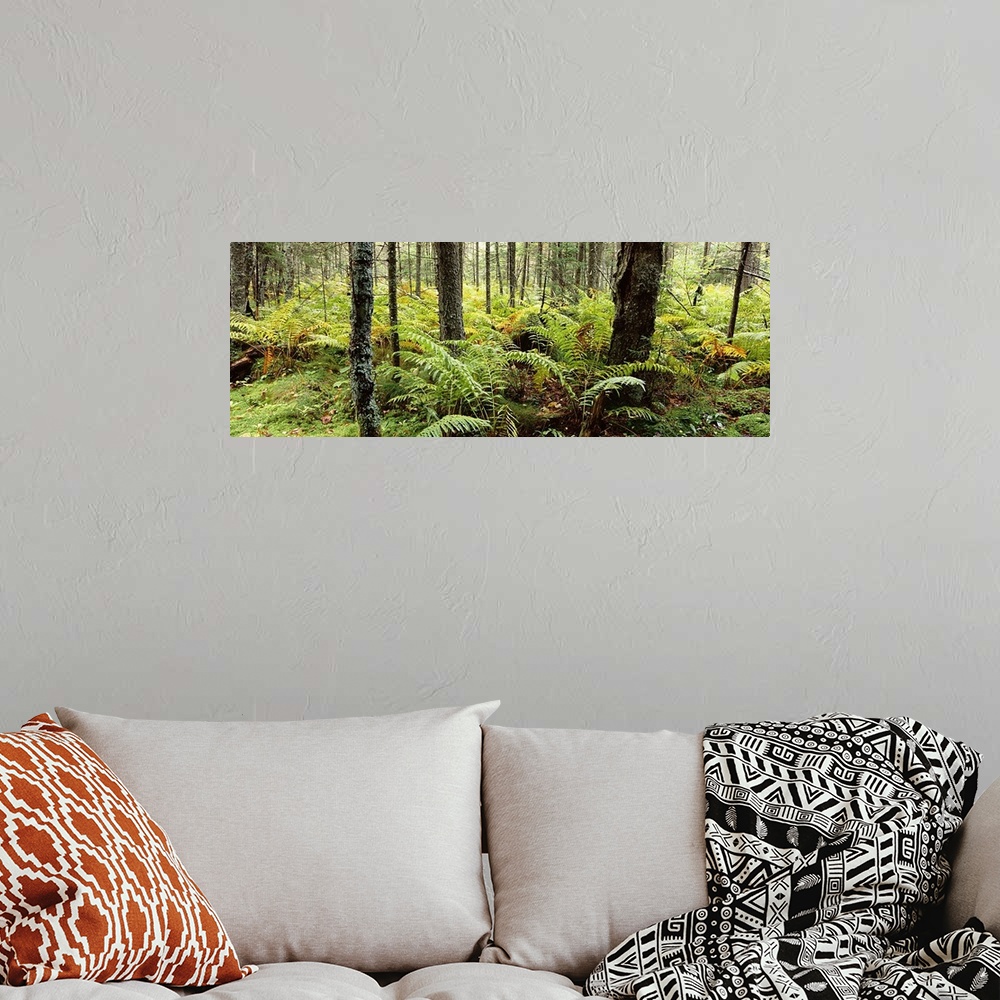 A bohemian room featuring Fall ferns, Adirondack Mountains, New York
