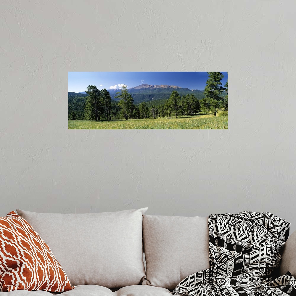 A bohemian room featuring Trees on a landscape, Pike National Forest, Colorado