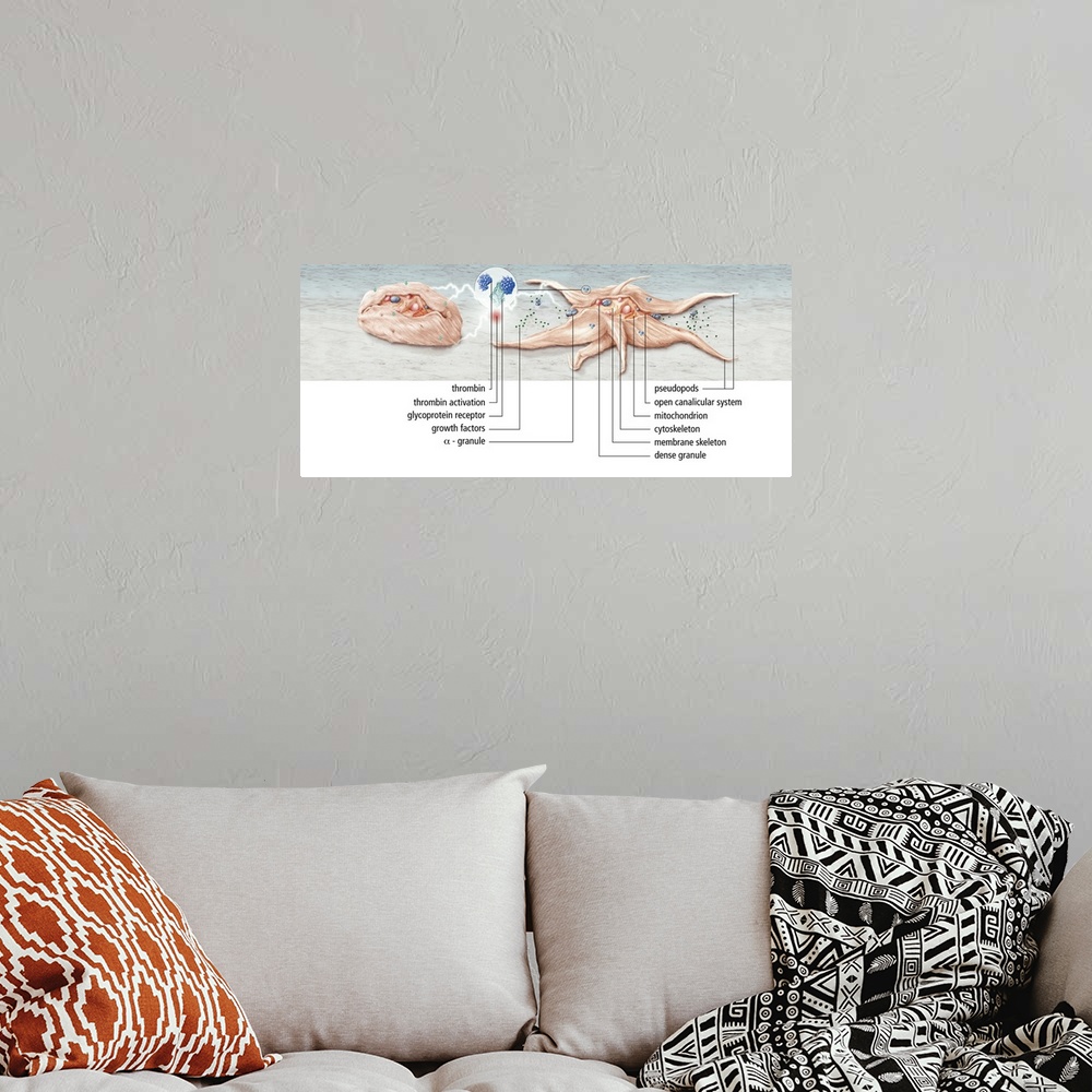 A bohemian room featuring Platelet activation. Artwork showing the activation of a platelet, or thrombocyte. Platelets are ...