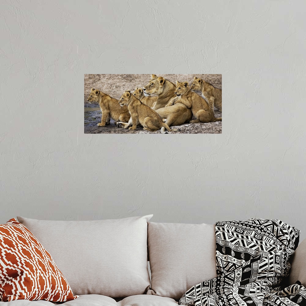 A bohemian room featuring Lioness and her cubs by the water in Kenya