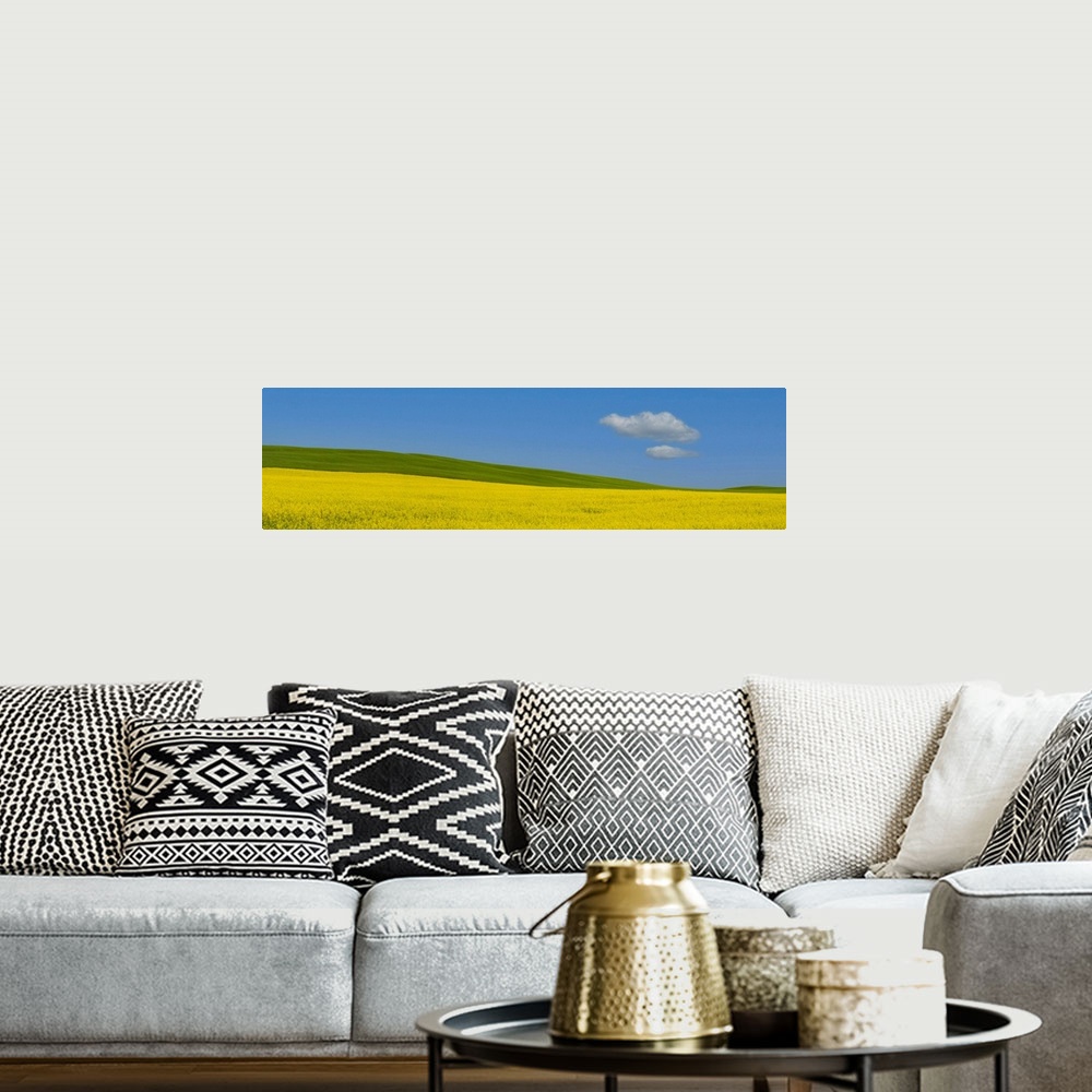 A bohemian room featuring Panorama image of a summer prairie Canola field in Central Alberta, Canada with a wondering cloud.
