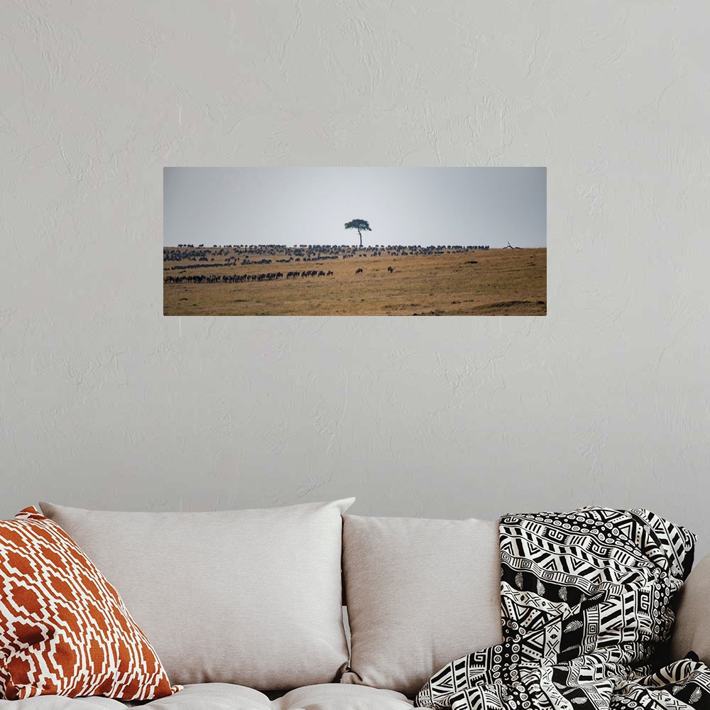 A bohemian room featuring Wildebeests on plains at sunset in the serengeti.