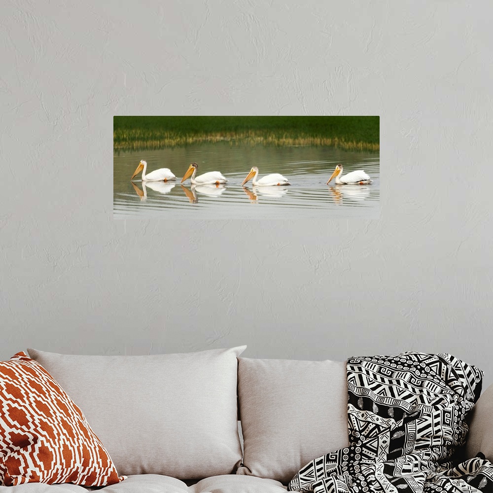 A bohemian room featuring American White Pelicans Swim In A Line On The Yellowstone River; Wyoming, USA