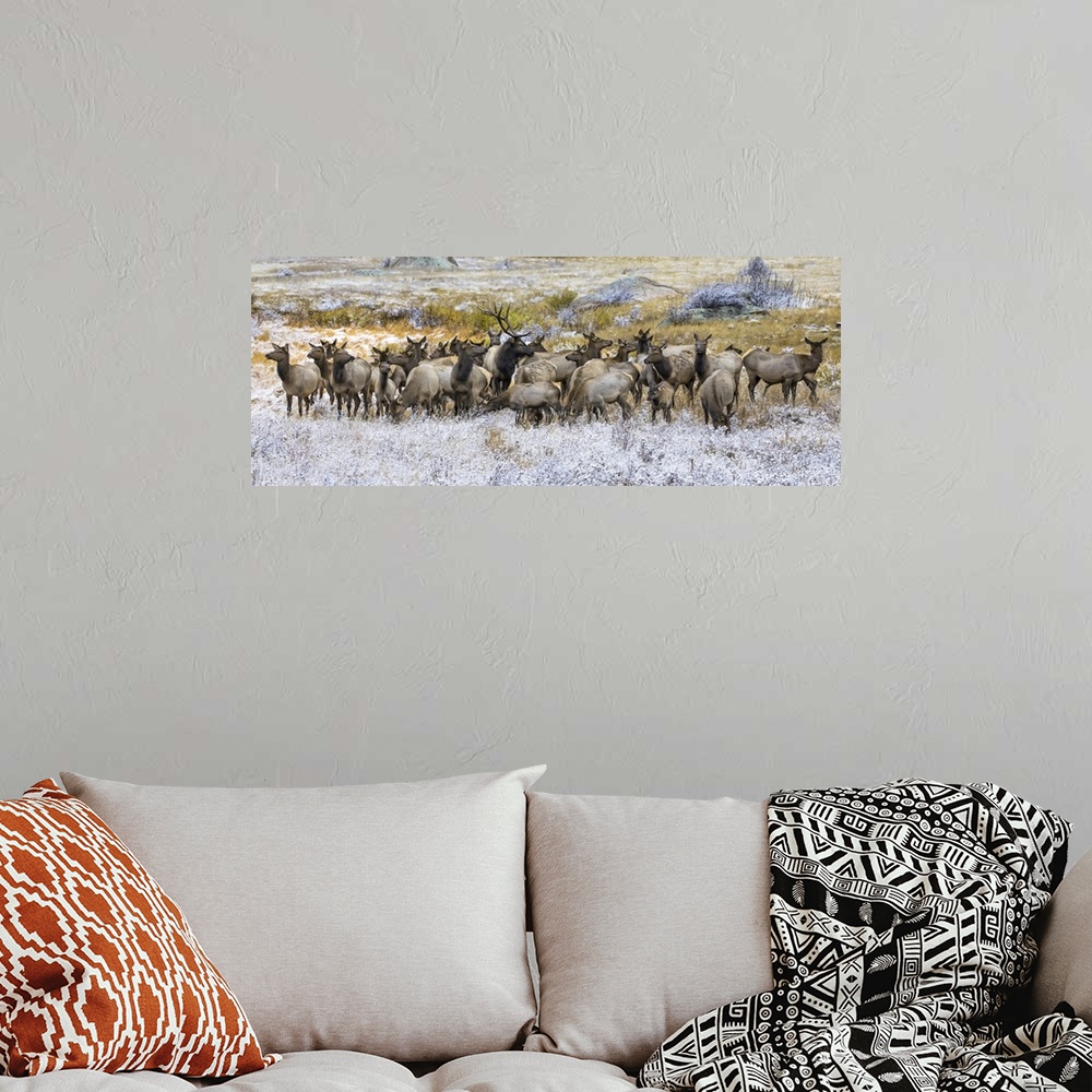 A bohemian room featuring Gang of bull elk (cervus canadensis) and cow elk standing in a field with frost, Denver, Colorado...