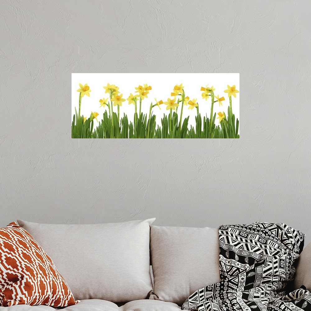 A bohemian room featuring Yellow daffodils isolated on white.
