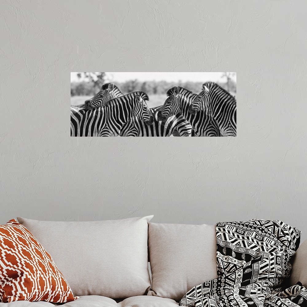 A bohemian room featuring Zebra herd in a black and white photo with heads together.