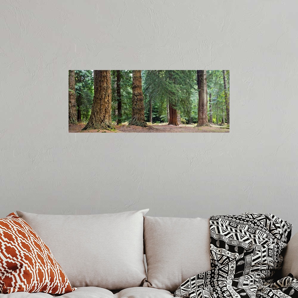 A bohemian room featuring Giant Redwoods, California, USA